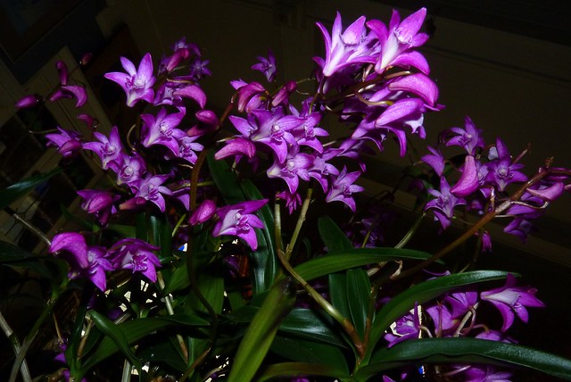 Dendrobium kingianum 'Cinnabar' species orchid