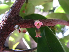 Ebenaceae (Ebony family)