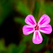 Flor lila (Geraniaceae)