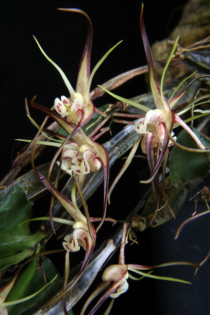 Dendrobium tetragonum