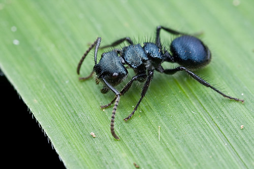 bluish ant...Echinopla sp.?  IMG_0104 (2) copy