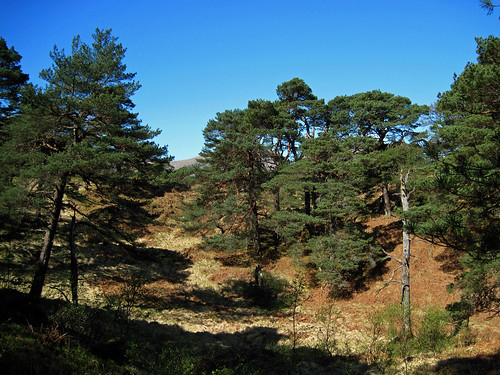 Scots Pine Forest