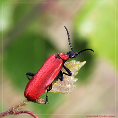 Wiltshire Coleoptera