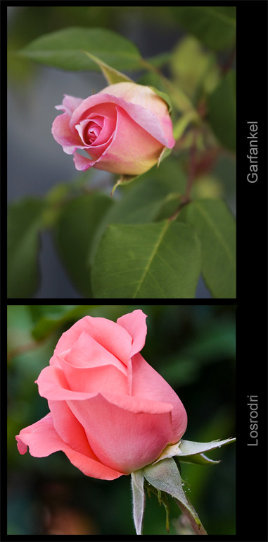 No es la misma rosa, no es el mismo año, no es el mismo fotógrafo...Pero hay algo en común!!