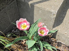 Spring Tulips 2011