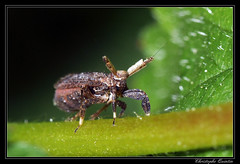 Homoptera/Delphacidae