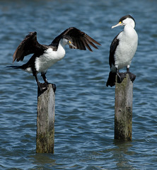 Birds - NZ (Native & SI)
