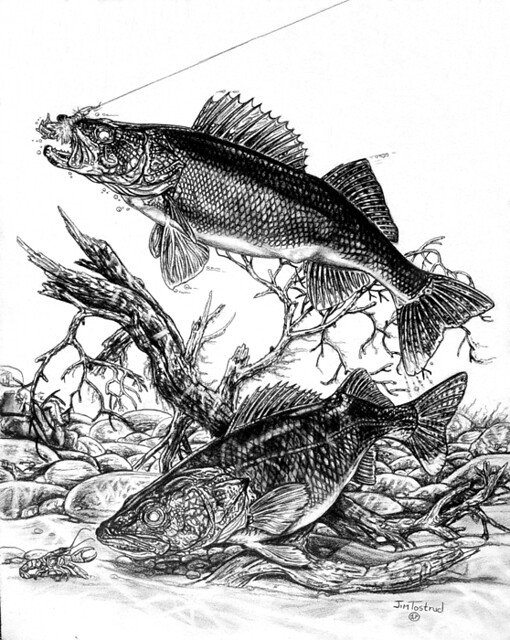 walleye coloring pages - photo #50