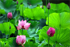 Lotus &  Waterlily