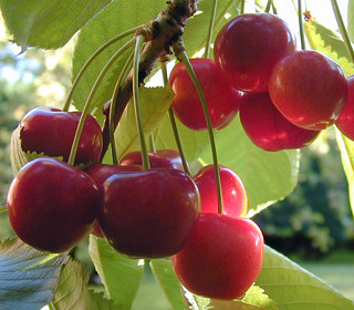 'Cherries' by D H Wright