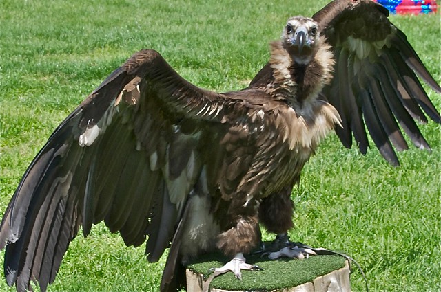 Felix the Vulture