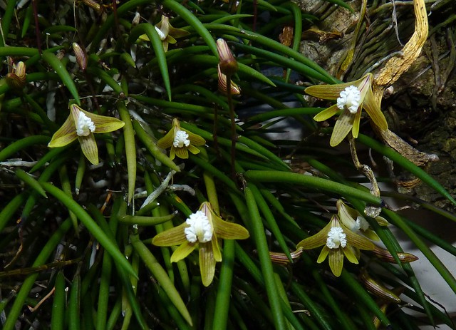 Dockrillia striolata species orchid 
