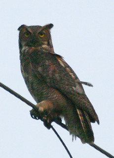 Great Horned
Owl