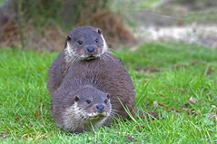OTTERS (lutra lutra)