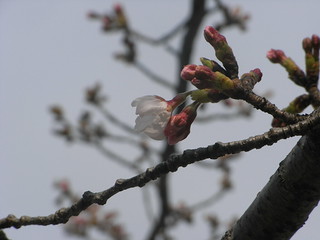 若松公園の桜
