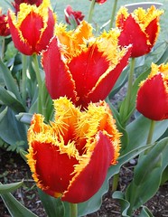 tulips 
