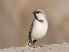 Ørkenspurv (Desert Sparrow)