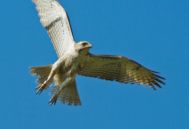 Red-tailed Hawk in
Flight