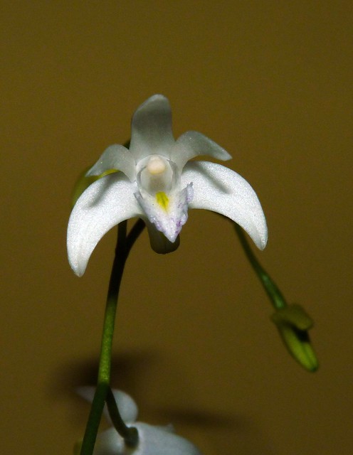 Dendrobium kingianum 'Album' species orchid