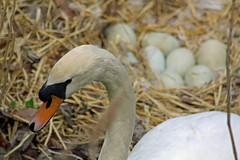 swan family 2011-2012