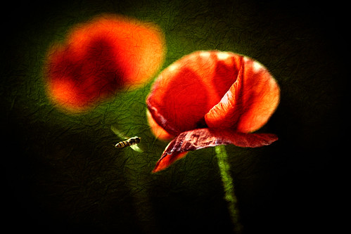 poppy flower pictures