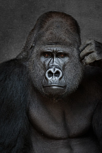 A photo of a silverback gorilla