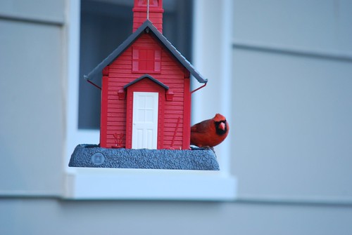 Cardinal feeding by Holocron Photography