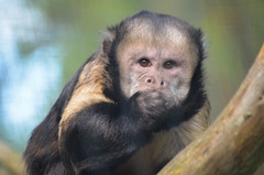 Golden-bellied Capuchin