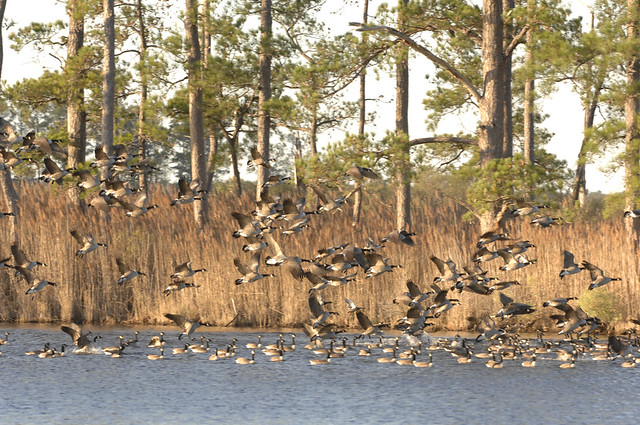 A flock of Canadian Geese takes flight on Blackwater Marsh at Blackwater National Wildlife refuge in Cambridge, MD. 