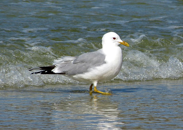 27044 - Common Gull, Isle of Mull