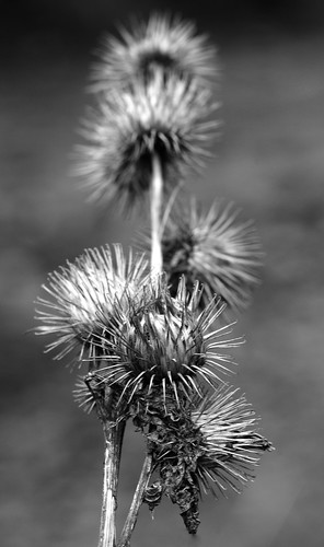 Spiky  by Andy Pritchard - Barrowford