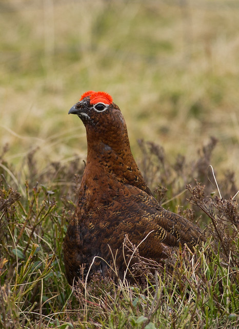 red grouse 6