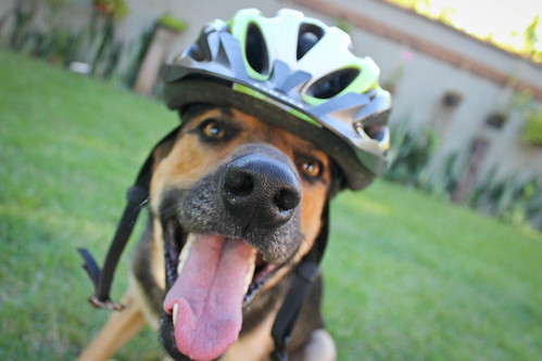Vamos pedalar? / Let´s go for a ride?
