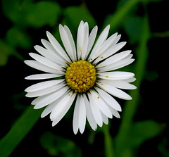 Flowers - White