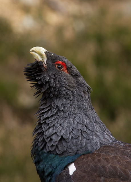 capercaillie close up 2