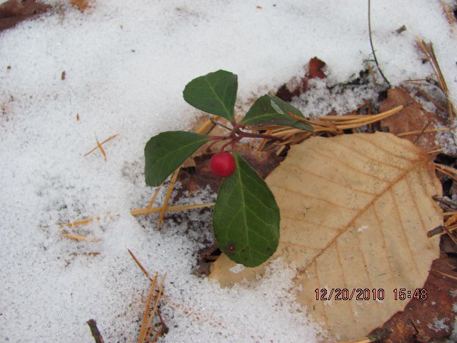 Wintergreen - Gaultheria procumbens