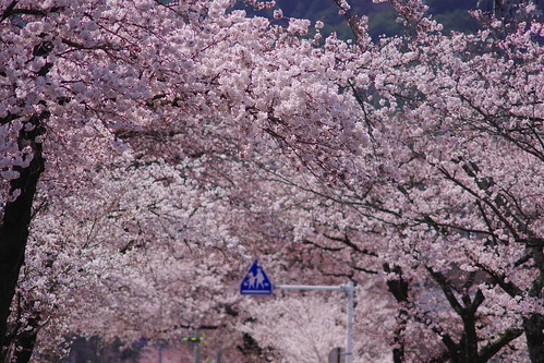城前の桜 by kazu.n