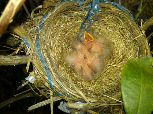 baby robins 5.15.12 by tbone51558