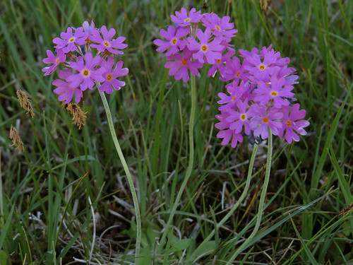 Primula farinosa - jauhoesikko Автор фото: Kari Pihlaviita