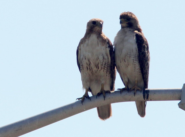 Red-tailed Hawks 20110706
