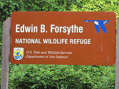 Edwin B Forsythe Refuge