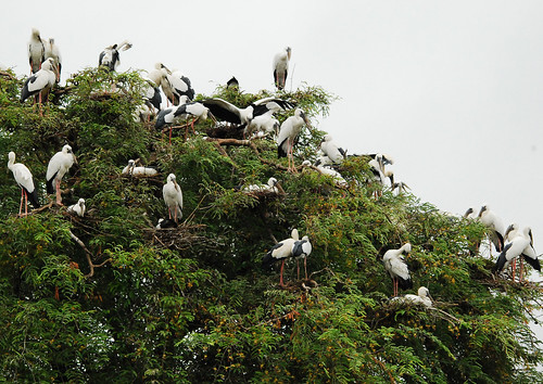 Asian Openbill colony :mass nesting