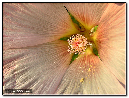 flower photos free