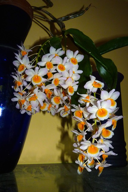 Dendrobium farmeri species orchid 