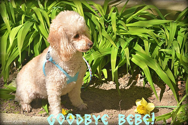 We will miss you Where the Daffodil is Bebe a seven year old female 
