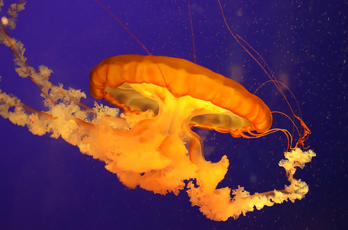 Jellyfish 01