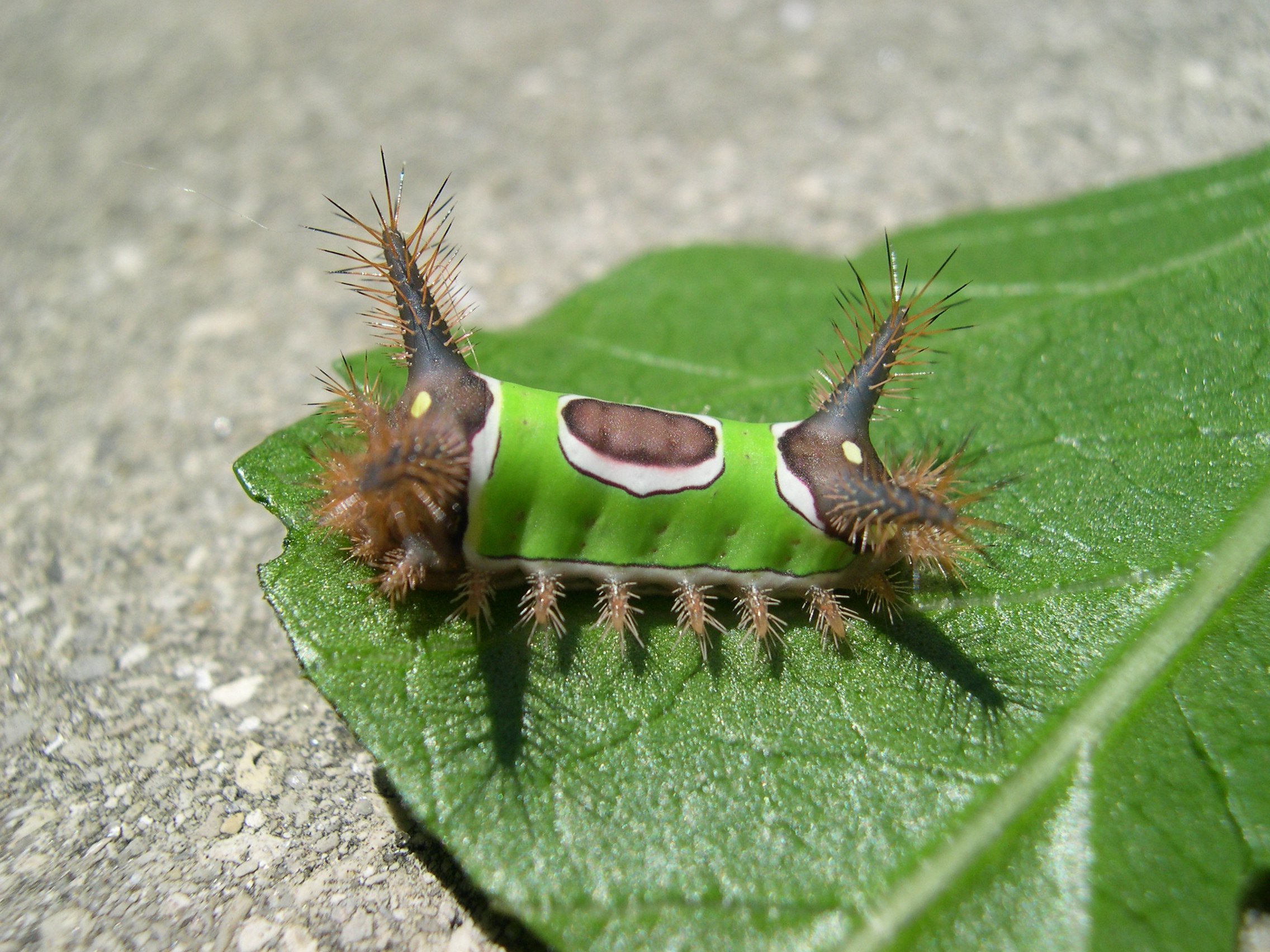 _Crazy Caterpillar 05