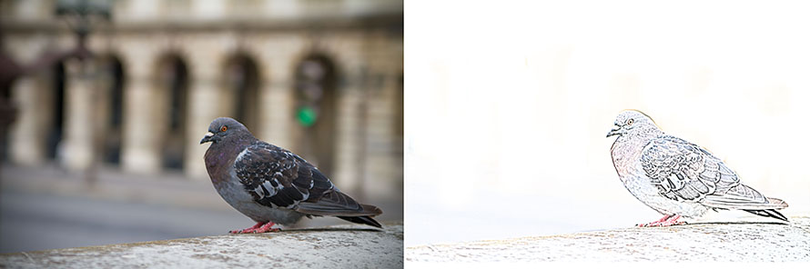 Parisian Bird Before and After