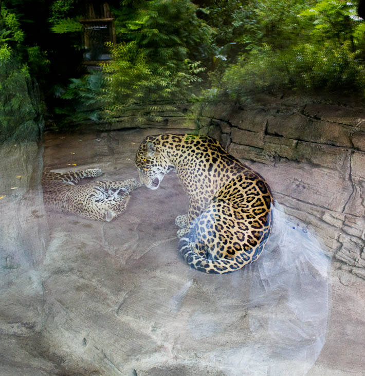 The Zoo. Jaguars.