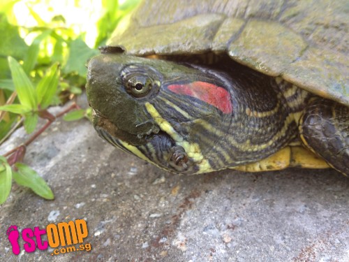 Angler who injured turtle with fish hook should be shamed 